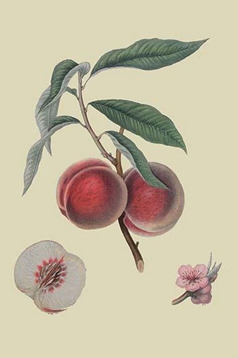 Gros Mignonne Peach by William Hooker - Art Print