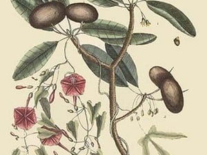 Sappadillo Tree & Bindweed by Mark Catesby #2 - Art Print