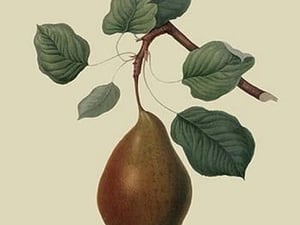 Brown's Beurre Pear by William Hooker #2 - Art Print