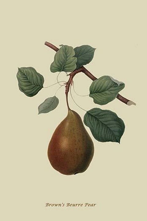 Brown's Beurre Pear by William Hooker #2 - Art Print