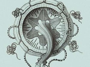Jellyfish: Trachymedusae #4 by Ernst Haeckel - Art Print