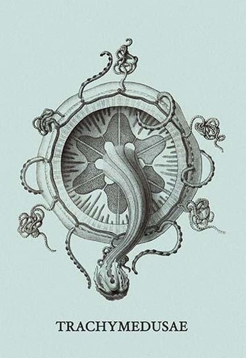 Jellyfish: Trachymedusae #4 by Ernst Haeckel - Art Print
