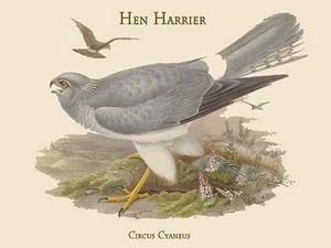 Circus Cyaneus - Hen Harrier by John Gould - Art Print