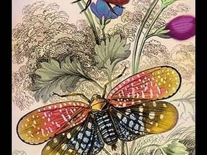Insects: Aphana Submaculata and Membracis Fetiata by James Duncan - Art Print