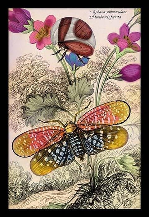 Insects: Aphana Submaculata and Membracis Fetiata by James Duncan - Art Print