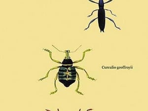 Beetles: Brentus Anchorago