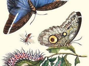 Cardinal's Guard Butterfly with Idomeneus Giant Owl Butterfly by Maria Sibylla Merian - Art Print