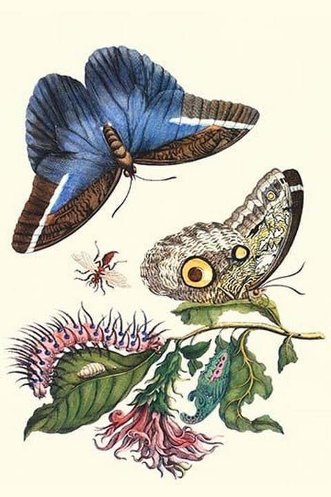 Cardinal's Guard Butterfly with Idomeneus Giant Owl Butterfly by Maria Sibylla Merian - Art Print