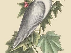 Little White Heron by Mark Catesby - Art Print