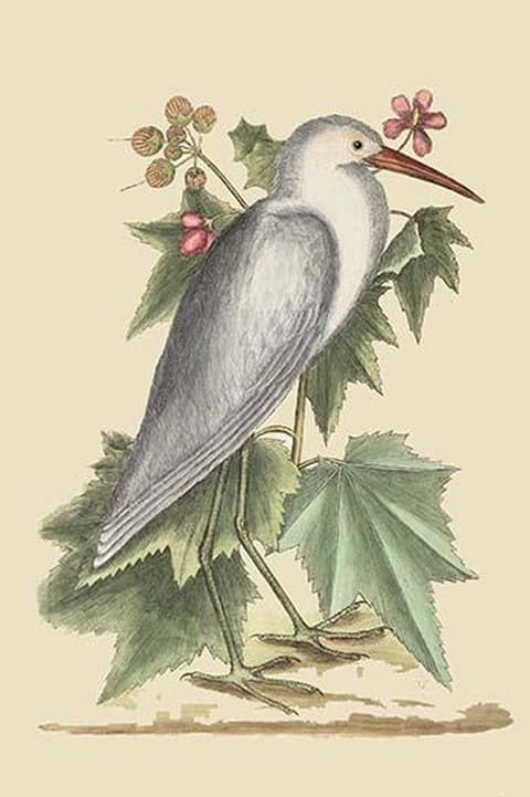 Little White Heron by Mark Catesby - Art Print