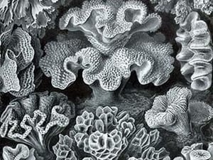 Corals by Ernst Haeckel - Art Print