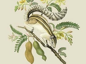 Indian Squirrel and Tamarind by J. Forbes - Art Print