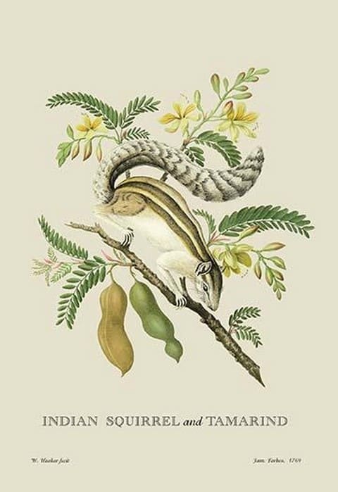 Indian Squirrel and Tamarind by J. Forbes - Art Print