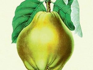 Champion Pears - Art Print