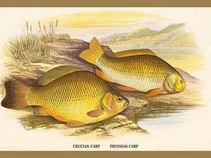 Crucian and Prussian Carp by A.F. Lydon - Art Print
