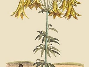 Dung Eating Beetles by Mark Catesby - Art Print