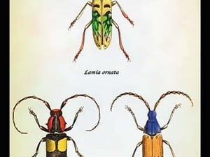 Beetles: Lamia Ornata