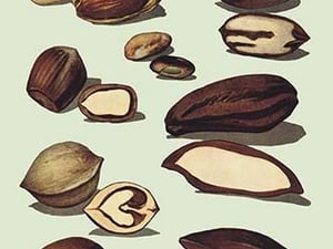 Nuts #2 - Art Print