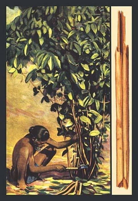 Cinnamon - Art Print