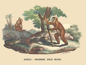 Joko - Homme des Bois (Monkey) by E. F. Noel - Art Print