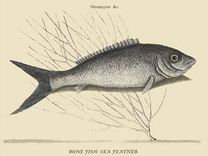 Bone Fish - Sea Feather by Mark Catesby #2 - Art Print