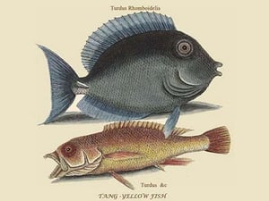 Tang & Yellow Fish by Mark Catesby #2 - Art Print