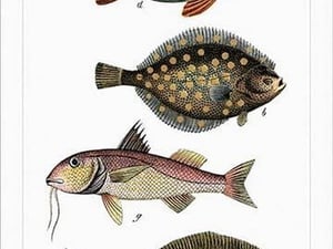 Collected Fish Specimens by Heinrich V. Schubert #4 - Art Print