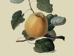 Ribston Pippin or Apple by William Hooker #2 - Art Print