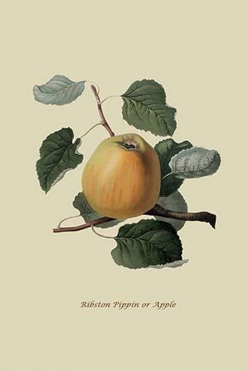 Ribston Pippin or Apple by William Hooker #2 - Art Print