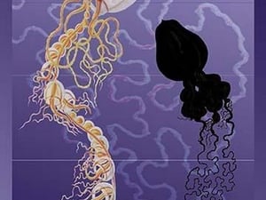 A Pair of Jellyfish by Ernst Haeckel - Art Print