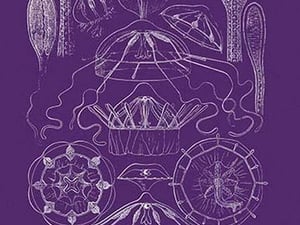Jellyfish: Trachymedusae #2 by Ernst Haeckel - Art Print