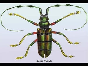 Beetle: Lamia Tricincta by Sir William Jardine - Art Print