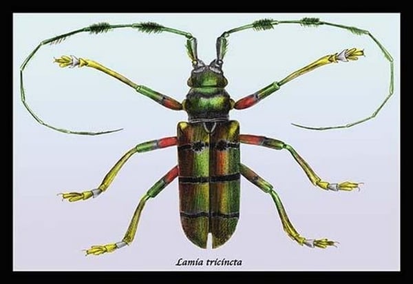 Beetle: Lamia Tricincta by Sir William Jardine - Art Print