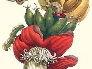 Banana tree & Moths by Maria Sibylla Merian - Art Print