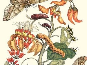 Giant Silk Moth on a Purple Coral Tree by Maria Sibylla Merian - Art Print