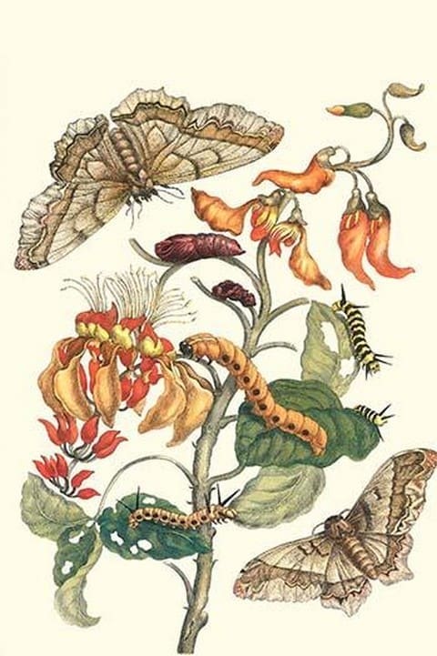 Giant Silk Moth on a Purple Coral Tree by Maria Sibylla Merian - Art Print