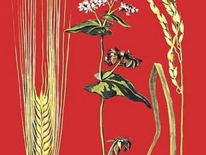 Grains: Barley