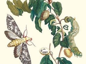 Hawkmoth on a Sugar Apple by Maria Sibylla Merian - Art Print