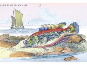 Blue Striped Wrasse by Robert Hamilton - Art Print