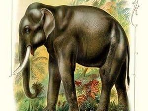 The Elephant - Art Print
