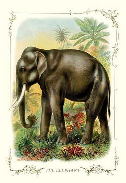 The Elephant - Art Print