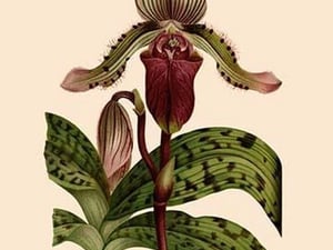 Orchid: Cypripedium Lucie by William Forsell Kirby - Art Print