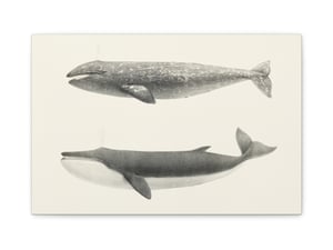 The California Gray Whale (Rhachieanectes claucus) and the Finback (Balaenoptera velifera) by Charles Melville - Canvas Print