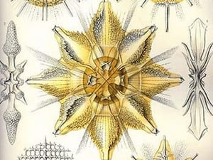 Acanthometra by Ernst Haeckel - Art Print