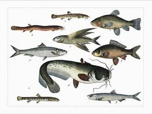 Collected Fish Specimens by Heinrich V. Schubert #5 - Art Print