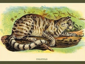 Colocolo by Sir William Jardine - Art Print