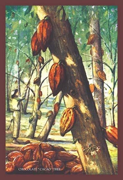 Chocolate 'Cacao' Tree - Art Print
