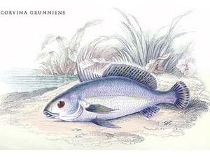 Corvina Grunniens by Robert H. Schomburgk - Art Print