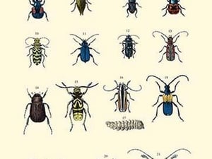 Insect Study #2 - Art Print