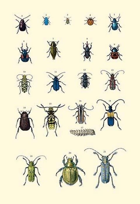 Insect Study #2 - Art Print